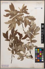 Foto von Salix caprea L. x Salix lapponum L.